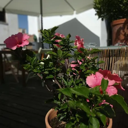 Esencia De Azahar Cordoue