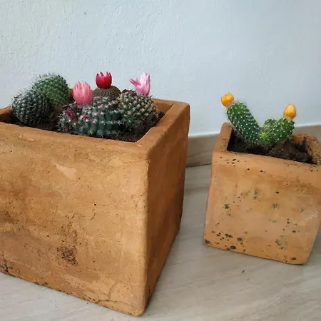 Guest house Hostal Esencia De Azahar *