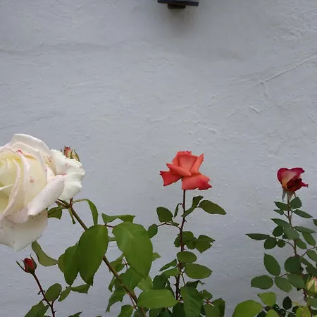 Hostal Esencia De Azahar Guest house Cordoba