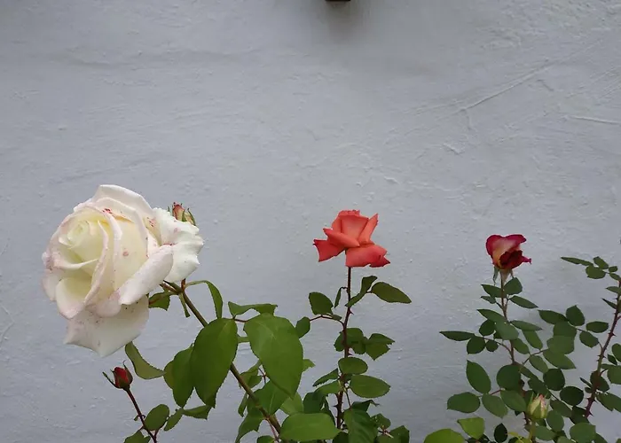 Hostal Esencia De Azahar Гостевой дом Кордова